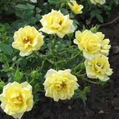 Rose Yellow Fairy - Bunddække rose