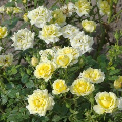 Rose Yellow Fairy - Bunddække rose