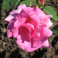 Rose Zephirine Drouhin - Historisk Rose / Barrods