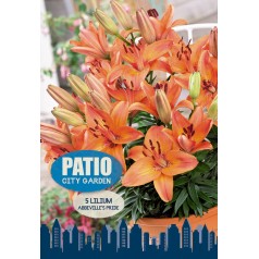 Lilje Abbeville's Pride - Patio City Garden - 5 Løg