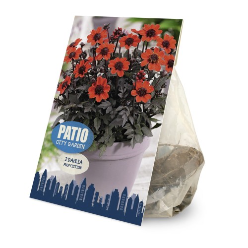 Dahlia Pulp Fiction / Georgin - Patio City Garden - 2 rodknolde
