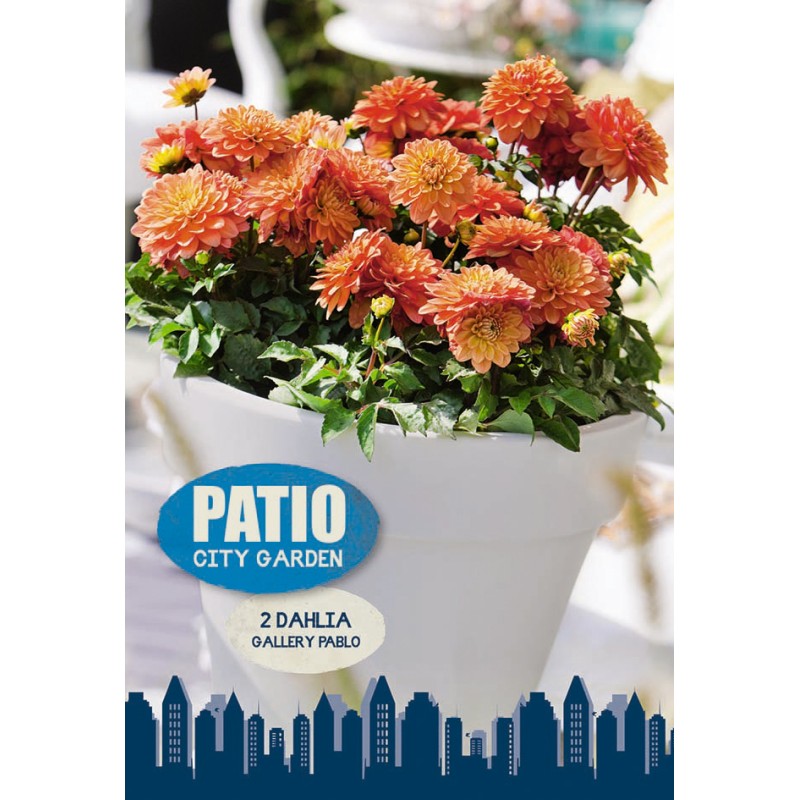 Dahlia Gallery Pablo / Georgin - Patio City Garden - 2 rodknolde