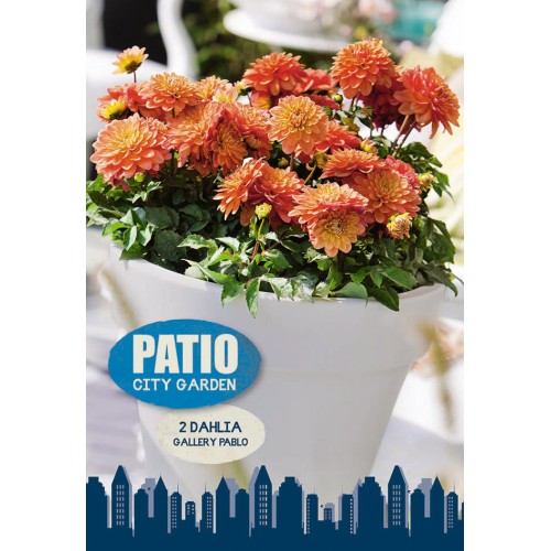 Dahlia Gallery Pablo / Georgin - Patio City Garden - 2 rodknolde