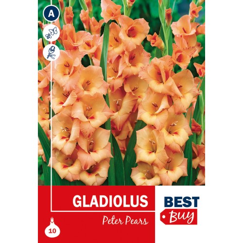 Gladiolus Peter Pears - 10 Løg