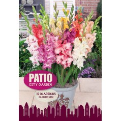 Gladiolus Glamini Mix - Patio City Garden - 15 Løg