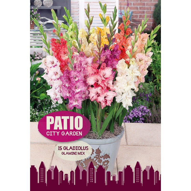 Gladiolus Glamini Mix - Patio City Garden - 15 Løg