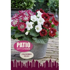 Gloxinia Red Mixed - Patio City Garden - 4 Løg