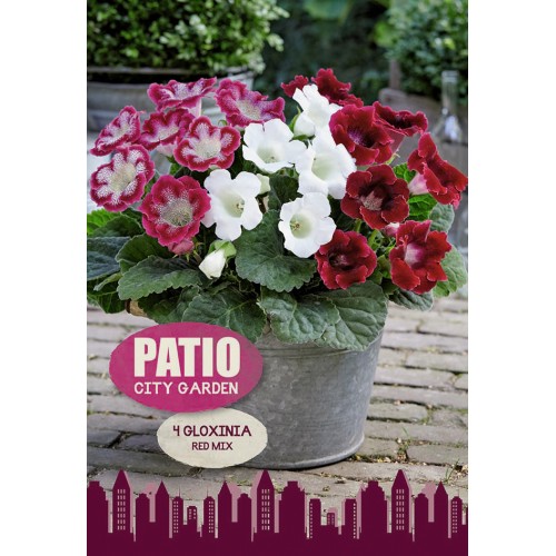 Gloxinia Red Mixed - Patio City Garden - 4 Løg