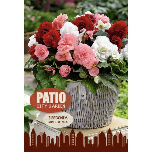 Begonia Non-Stop Mix - Patio City Garden - 3 Løg