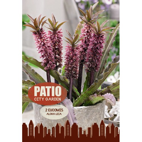 Ananaslilje Aloha Leia - Eucomis - Patio City Garden - 2 knode