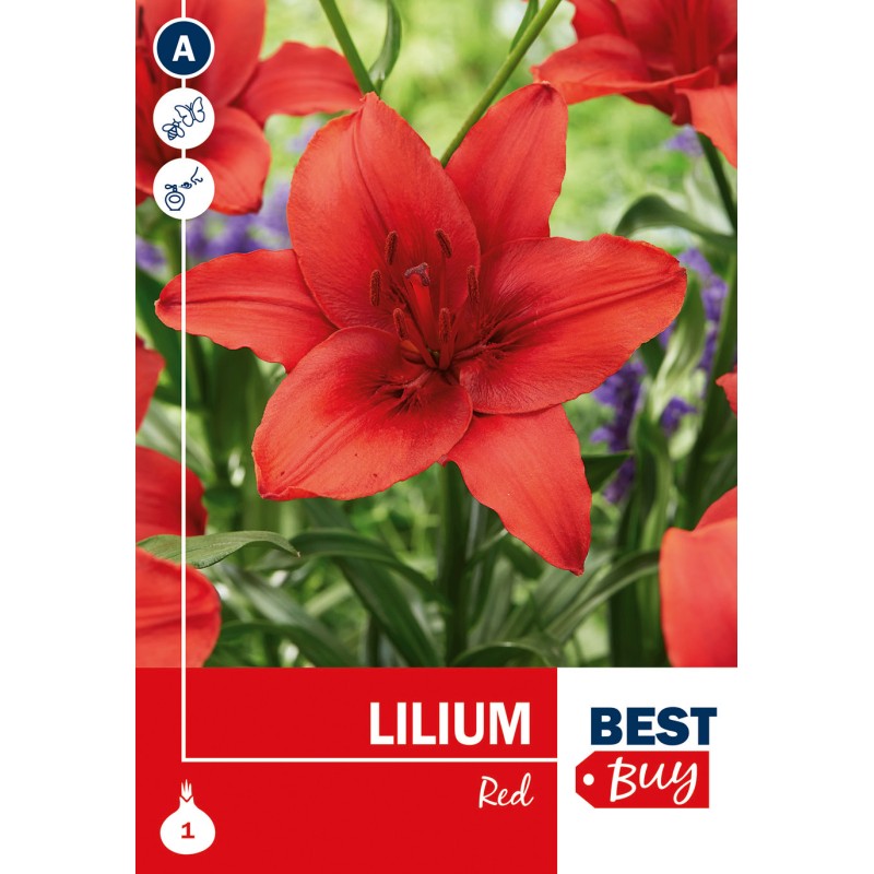 Asiatisk Lilje Rød - Lilium Red