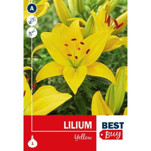 Asiatisk Lilje Gul - Lilium Yellow