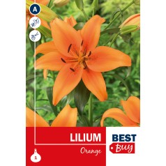 Asiatisk Lilje Orange - Lilium Orange