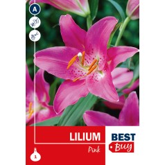 Asiatisk Lilje Pink - Lilium Pink