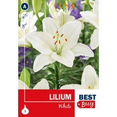 Asiatisk Lilje Hvid - Lilium White