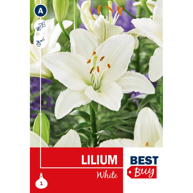 Asiatisk Lilje Hvid - Lilium White