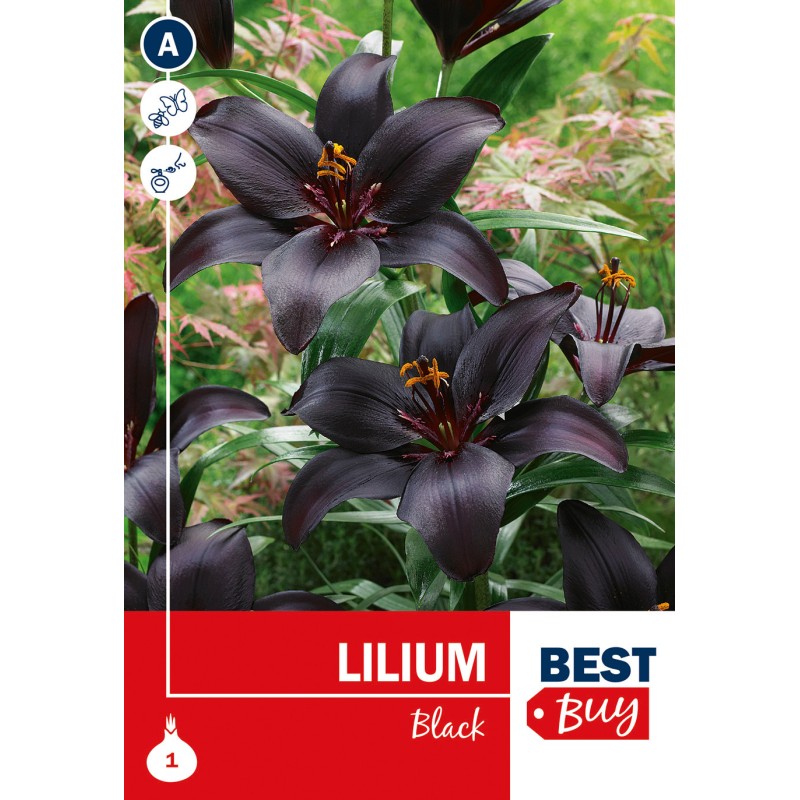 Asiatisk Lilje Sort - Lilium Black