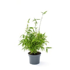 Bambus Bimbo - Fargesia...