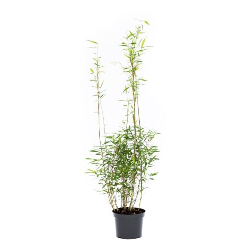 Bambus Jumbo - Fargesia murielae Jumbo