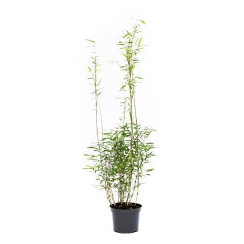 Bambus Jumbo - Fargesia murielae Jumbo