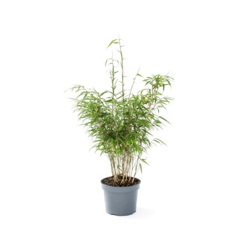 Bambus Tiny - Fargesia murielae Tiny