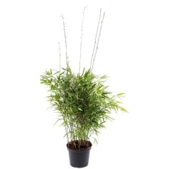 Sort Bambus Trifina -...