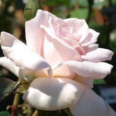 Rose A Whiter Shade of Pale - Storblomstret Rose