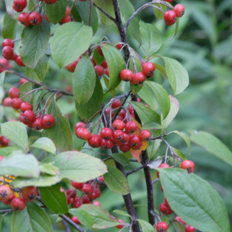 Brunfrugtet Surbær 20-40 cm. - Bundt med 10 stk. barrodsplanter - Aronia arbutifolia