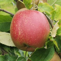 Æbletræ Belle De Boskoop 4-8 grene - Malus domestica Belle de Boskoop