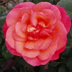 Rose Fabulous - Storblomstret Rose - Barrods