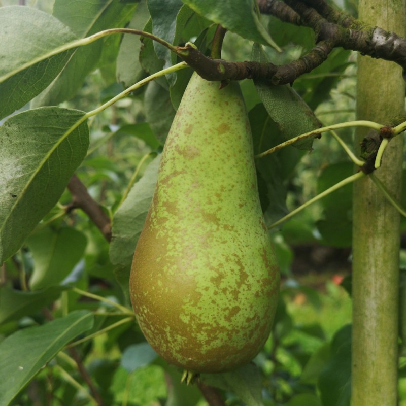 Pæretræ Conference - Lav stamme - Pyrus communis Conference