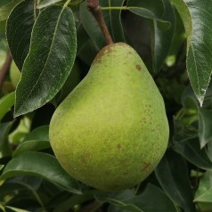 Pæretræ Charneu 4-8 grene - Pyrus communis Fondante de Charneu