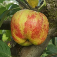 Æbletræ Rød Gråsten 4-8 grene - Malus domestica Rød Gråsten