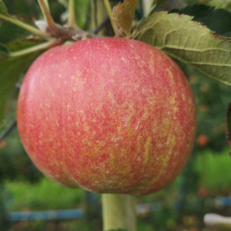 Æbletræ Jonagold 4-8 grene - Malus domestica Jonagold