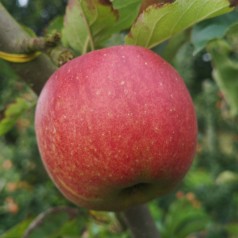 Æbletræ Jonagold 4-8 grene - Malus domestica Jonagold