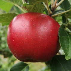 Æbletræ Lobo 4-8 grene - Malus domestica Lobo