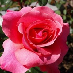 Rose Rainy Day - Storblomstret Rose