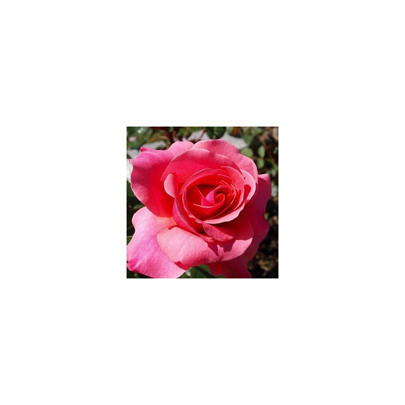 Rose Rainy Day - Storblomstret Rose