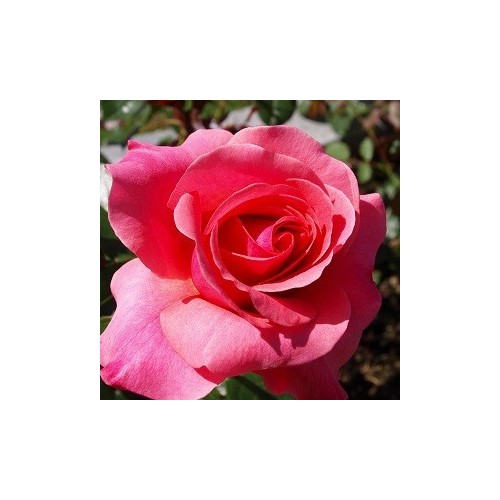 Rose Rainy Day - Storblomstret Rose