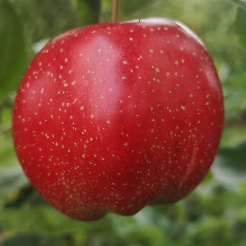Æbletræ Summerred - Lav stammet - Malus domestica Summerred