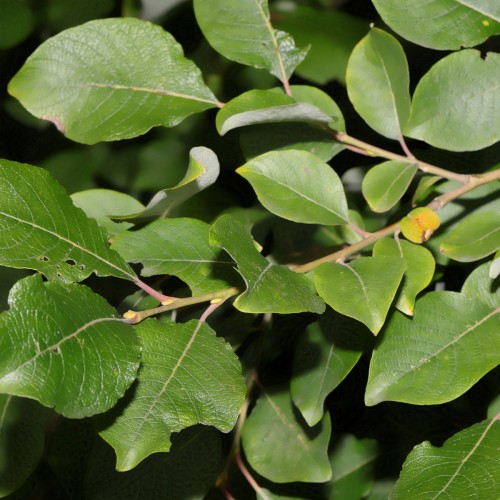 Seljepil 50 cm. Klippet - Bundt med 10 stk. barrodsplanter - Salix caprea