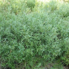 Rosmarinpil 60-80 cm. - Bundt Med 10 Stk. Barrodsplanter - Salix Rosmarinifolia