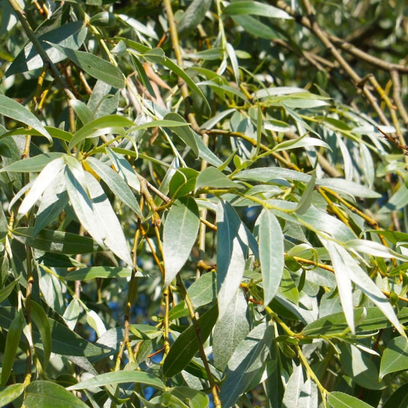 Hvidpil Saba 40-80 cm. - Bundt Med 10 Stk. Barrodsplanter - Salix alba Saba