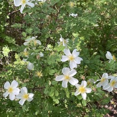 Klitrose 60-80 cm. - Bundt med 25 stk. barrodsplanter - Rosa pimpinellifolia
