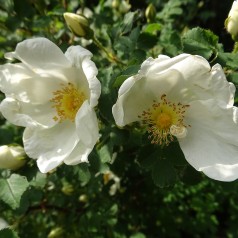 Klitrose 30-60 cm. - Bundt med 10 stk. barrodsplanter - Rosa pimpinellifolia