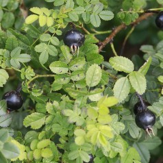 Klitrose 40-60 cm. - Bundt med 10 stk. barrodsplanter - Rosa pimpinellifolia