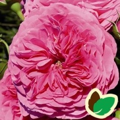 Rose Baronesse - Buketrose