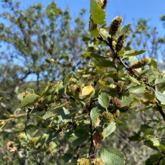 Dunbirk 200-250 cm. - Betula pubescens