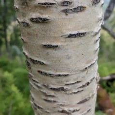 Dunbirk 100-125 cm. - Bundt med 25 stk. barrodsplanter - Betula pubescens