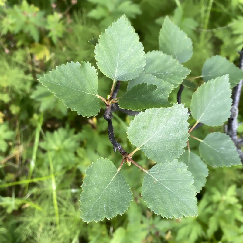 Dunbirk 30-80 cm. - Bundt med 10 stk. barrodsplanter - Betula pubescens